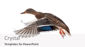  Presentation with duck - Cool new presentation with flying-mallard-duck-isolated backdrop and a white colored foreground
