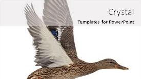  Presentation with duck - PPT theme consisting of flying-mallard-duck-isolated background and a light gray colored foreground
