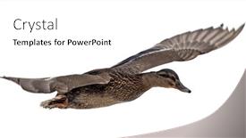  Presentation with duck - Presentation theme enhanced with flying-mallard-duck-isolated background and a white colored foreground