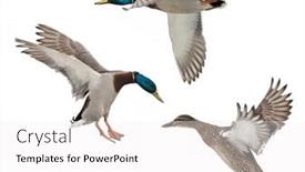  Presentation with flying - Presentation theme featuring drake - flying mallard ducks isolated background and a white colored foreground