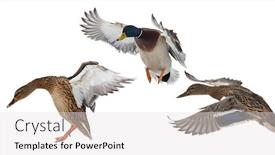  Presentation with flying - Presentation design featuring flying-mallard-ducks-isolated background and a light gray colored foreground