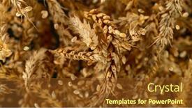  Presentation with flying - Presentation with flying-of-grain-barley-close background and a  colored foreground