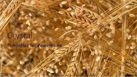  Presentation with flying - PPT layouts consisting of flying-of-grain-barley-close background and a  colored foreground