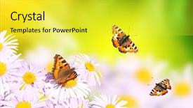  Presentation with lilac flowers bunch over wood - PPT theme featuring flying over flowers on sunny background and a  colored foreground
