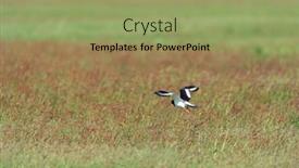  Presentation with oyster - Slides consisting of flying-oyster-catcher-in-nature background and a mint green colored foreground