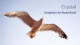  Presentation with seagull - PPT layouts having flying-seagull-in-sunrise-freedom background and a sky blue colored foreground