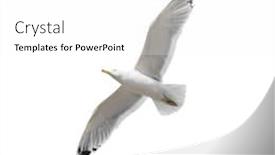  Presentation with seagull - Beautiful slide deck featuring flying seagull isolated on white background backdrop and a white colored foreground