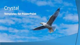  Presentation with seagull - PPT theme featuring flying-seagull-on-blue-sky background and a teal colored foreground