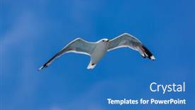  Presentation with seagull - Colorful PPT theme enhanced with flying-seagull-with-a-blue backdrop and a teal colored foreground