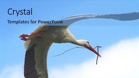  Presentation with branch - Slide deck with flying stork with a branch background and a  colored foreground