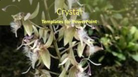  Presentation with orchids - Slides having flying-swan-orchids-from-amazonian background and a tawny brown colored foreground