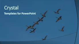  Presentation with siberia - Beautiful PPT layouts featuring flying white whooping swans swimming backdrop and a ocean colored foreground