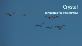  Presentation with siberia - Slide deck with flying white whooping swans swimming background and a ocean colored foreground