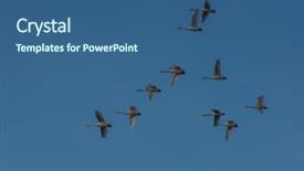  Presentation with swimming - Colorful PPT theme enhanced with flying white whooping swans swimming backdrop and a ocean colored foreground