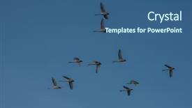  Presentation with siberia - Audience pleasing slides consisting of flying white whooping swans swimming backdrop and a ocean colored foreground