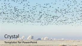  Presentation with geese flying - Amazing slide deck having flying wild geese over frost backdrop and a  colored foreground