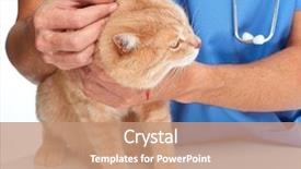  Presentation with cat - Beautiful presentation theme featuring fmea - cat and veterinarian doctor backdrop and a coral colored foreground