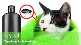  Presentation with flea - Colorful slide deck enhanced with fmea - cat with towel and bottle backdrop and a seafoam green colored foreground