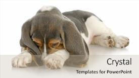  Presentation with basset hound - Colorful PPT layouts enhanced with fmea - cute puppy - basset hound backdrop and a coral colored foreground