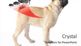  Presentation with dog - Theme with fmea - dog infested with fleas background and a white colored foreground