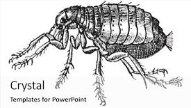  Presentation with flea - Beautiful PPT theme featuring fmea - flea isolated on white background backdrop and a white colored foreground