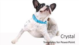  Presentation with ears - Colorful slide deck enhanced with fmea - french bulldog scratching his ears backdrop and a white colored foreground