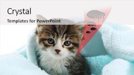  Presentation with kitten - Audience pleasing slides consisting of fmea - kitten infested with fleas backdrop and a white colored foreground