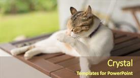  Presentation with wash - Beautiful presentation theme featuring fmea - little cat itch and wash backdrop and a tawny brown colored foreground