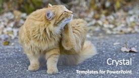  Presentation with cat - Beautiful slides featuring fmea - outdoor orange cat scratching fleas backdrop and a gray colored foreground
