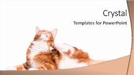  Presentation with maine - Amazing theme having fmea - portrait of domestic red maine backdrop and a white colored foreground