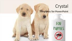  Presentation with flea - Cool new presentation theme with fmea - puppies and bottle of flea backdrop and a lemonade colored foreground