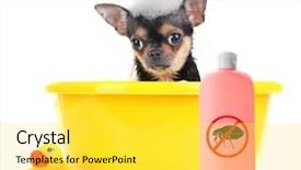  Presentation with flea - Cool new presentation with fmea - puppy in basin and bottle backdrop and a white colored foreground