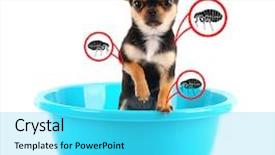  Presentation with 3d white - PPT layouts with fmea - puppy infested with fleas background and a cyan colored foreground
