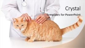  Presentation with veterinary - Presentation design with fmea - red cat with veterinarian doctor background and a sky blue colored foreground