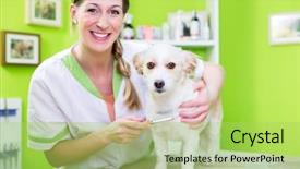  Presentation with flea - Cool new PPT theme with fmea - woman is examining dog backdrop and a yellow colored foreground