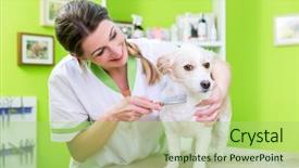  Presentation with flea - Theme having fmea - woman is examining dog background and a mint green colored foreground