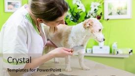  Presentation with flea - Colorful PPT theme enhanced with fmea - woman is examining dog backdrop and a coral colored foreground