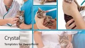 Presentation with veterinary - Amazing PPT theme having fmea medical equipment - little kitten at the veterinary backdrop and a lemonade colored foreground