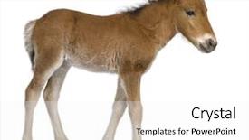  Presentation with foal - Amazing slides having foal 4 weeks old in front of a white background backdrop and a white colored foreground