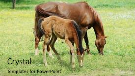 Presentation with foal - PPT layouts enhanced with foal and mare in a field background and a yellow colored foreground