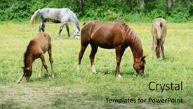  Presentation with foal - Amazing PPT theme having travel journey exploration holiday vacation concept backdrop and a light gray colored foreground
