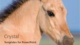  Presentation with foal - Audience pleasing PPT theme consisting of foal-in-sunset backdrop and a coral colored foreground