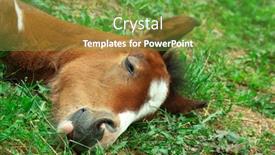  Presentation with foal - Beautiful presentation featuring foal is sleeping on the ground backdrop and a seafoam green colored foreground