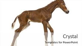  Presentation with foal - Beautiful PPT layouts featuring foal trotting isolated on white backdrop and a  colored foreground