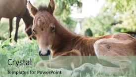  Presentation with foal - Presentation design featuring foal young horse baby horse background and a mint green colored foreground