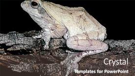  Presentation with south africa - Slide deck enhanced with foam-nest-frog-chiromantis-xerampelina background and a tawny brown colored foreground