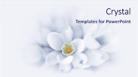  Presentation with blur - PPT layouts with focus blur flower background snowdrops background and a sky blue colored foreground