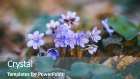  Presentation with ecology - Cool new presentation design with focus blurred foreground template floral backdrop and a ocean colored foreground