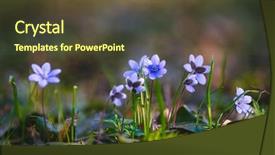  Presentation with woods - Beautiful presentation theme featuring focus blurred foreground template floral backdrop and a tawny brown colored foreground