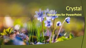  Presentation with ecology - Beautiful slide set featuring focus blurred foreground template floral backdrop and a tawny brown colored foreground